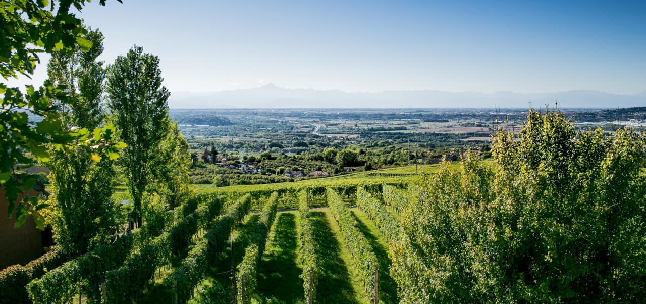 Bosio Family Estates та Diamante: Серце П'ємонту в Кожній Пляшці