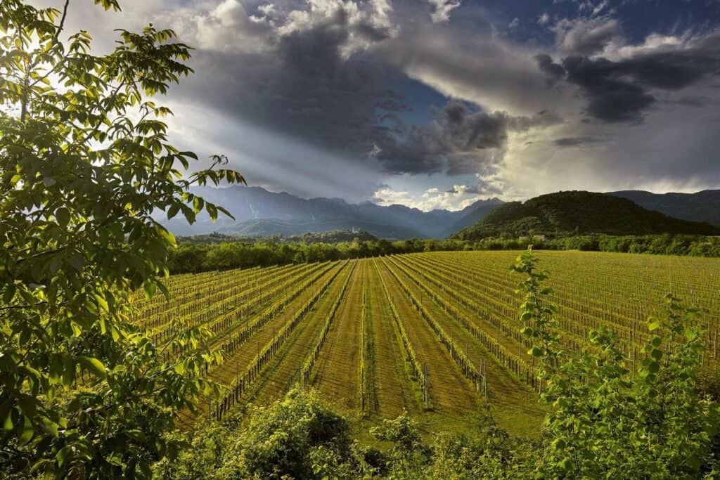 Domus Vini - вино з серця Венето, визнане світом